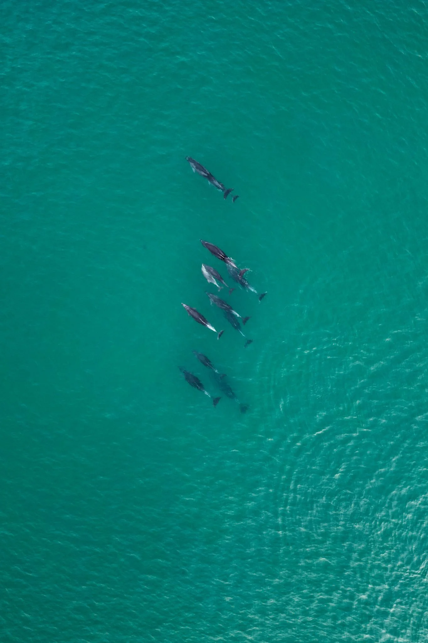 Drone aerial photo by Lou Lou B Photo of a pod of dolphins swimming in the turquoise waters of Mount Maunganui. Majestic creatures gracefully moving through the vibrant shades of blue and green ocean. Nature's beauty and wonders captured in a breatht