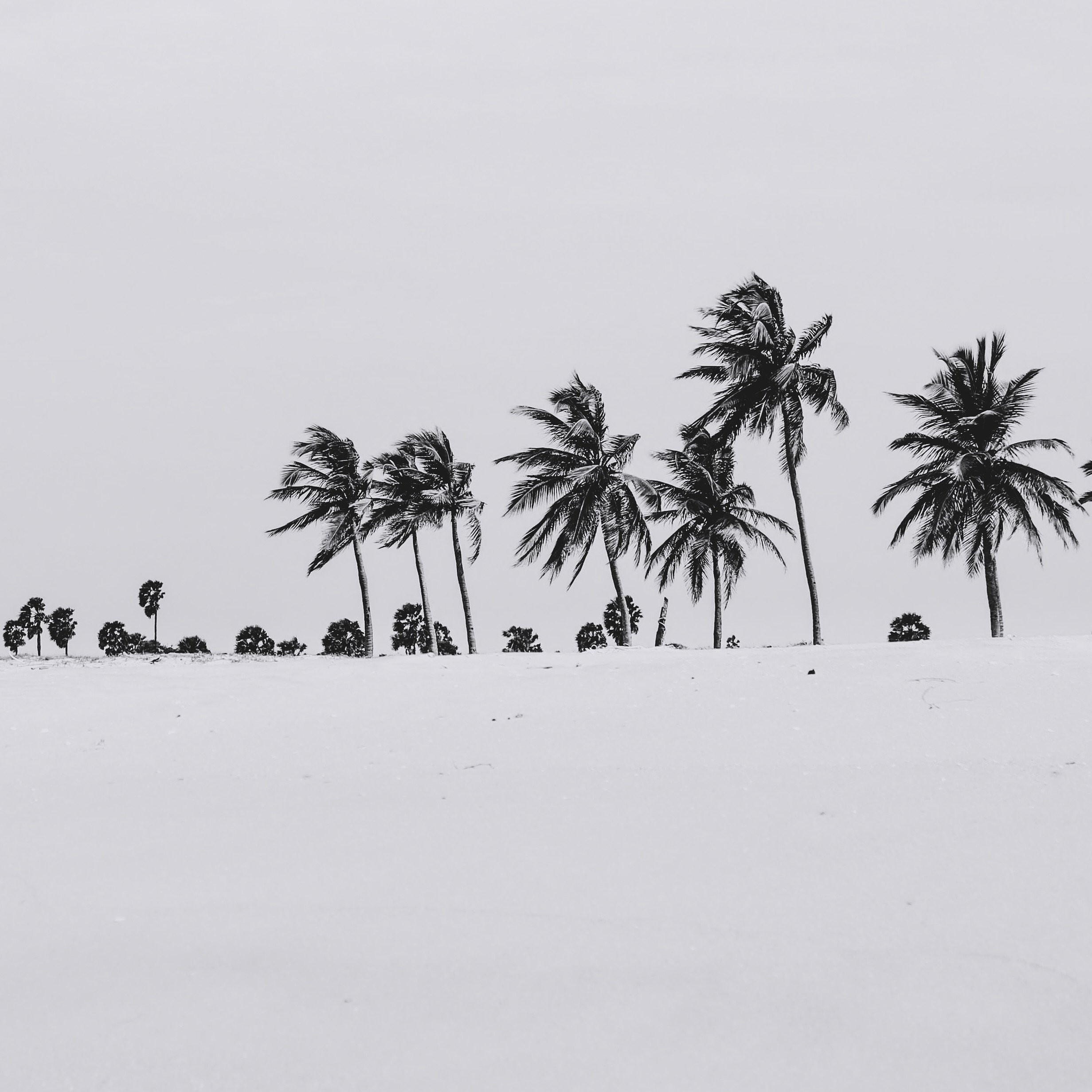 Negative ~ space 🌞

#palmtreephotography #palmtrees #palmtreeporn #palmtreeseverywhere