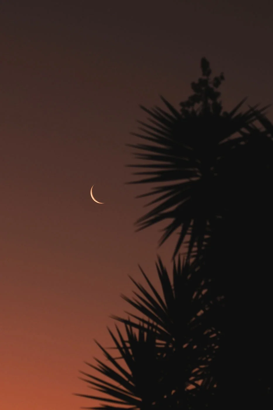 Crescent Moon Photo