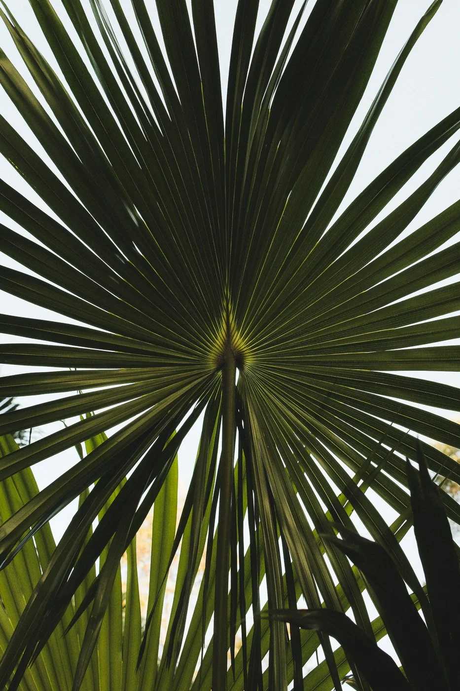 Palm leaf detail photographed in Sydney while exploring the city during the Fujifilm X-T50 launch visit