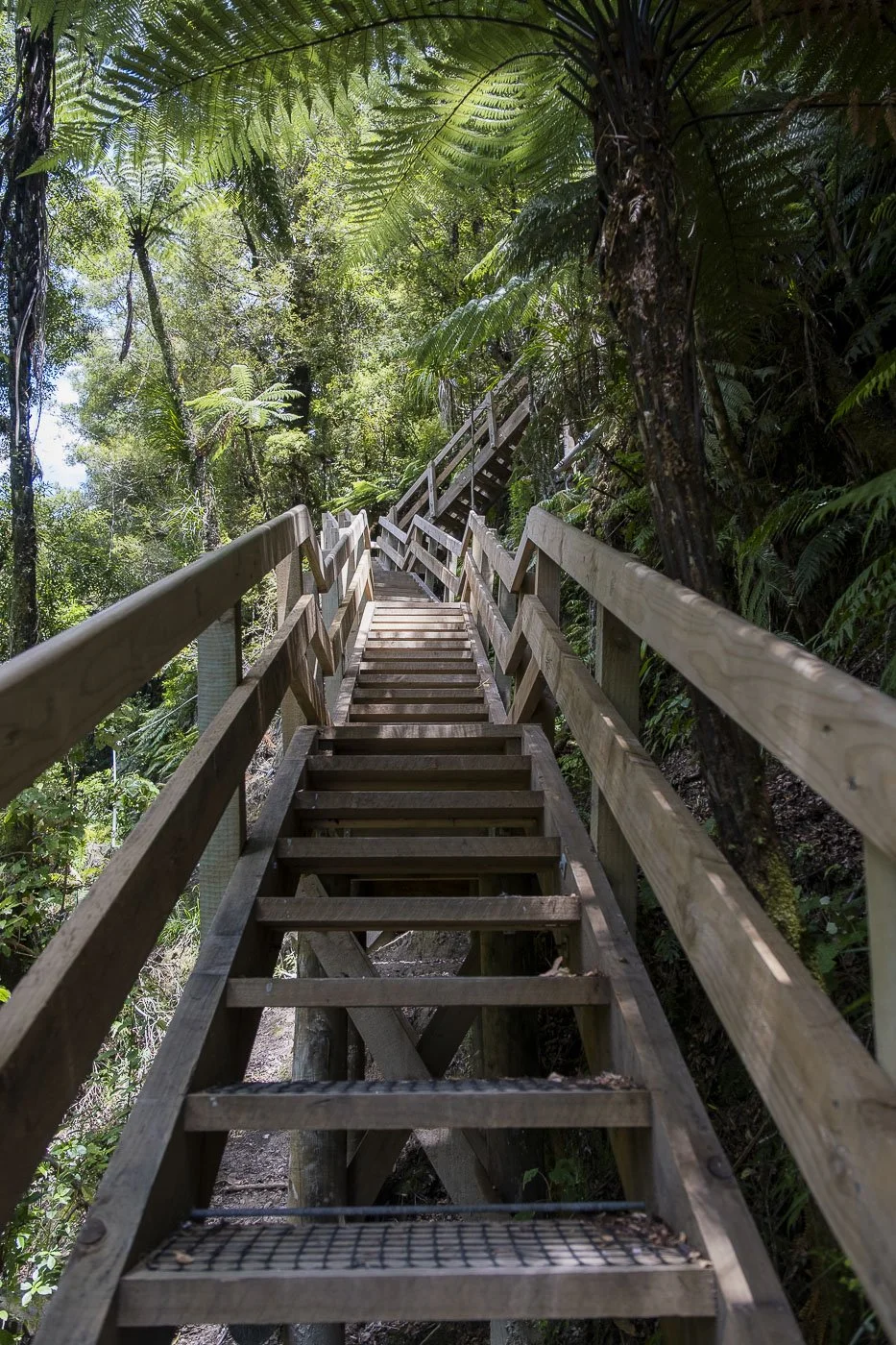 Wooden stairs winding through native bush on the Ōmanawa Falls walking track