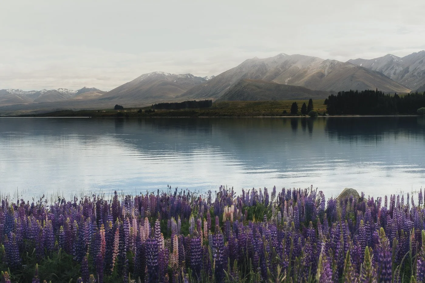 Purple and pink lupins beside the turquoise water of Lake Tekapo, with mountains in the distance.