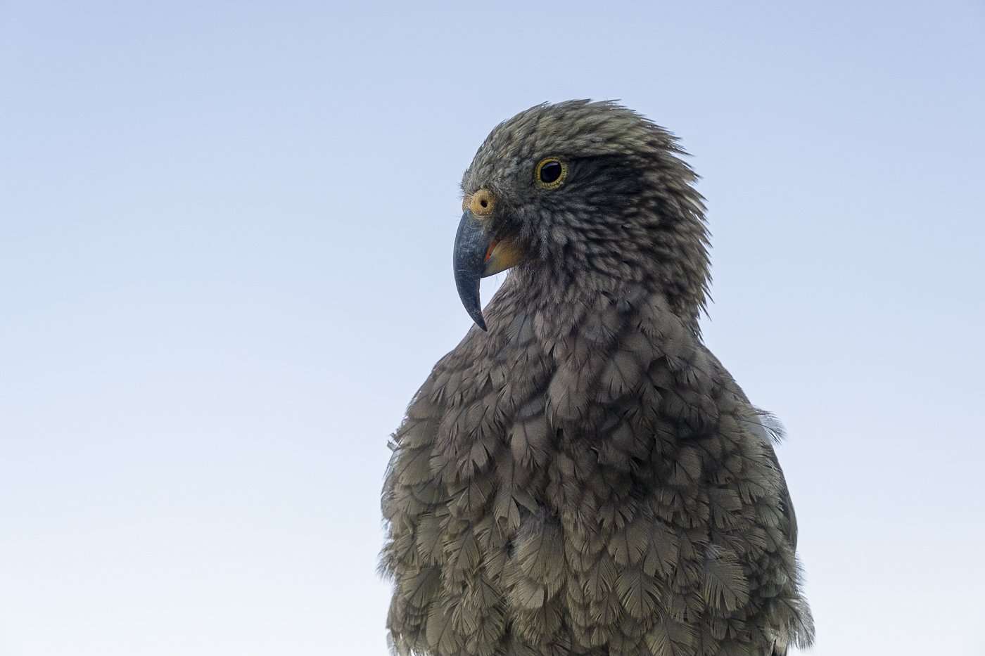 Native kea in Aoraki / Mount Cook National Park, New Zealand.