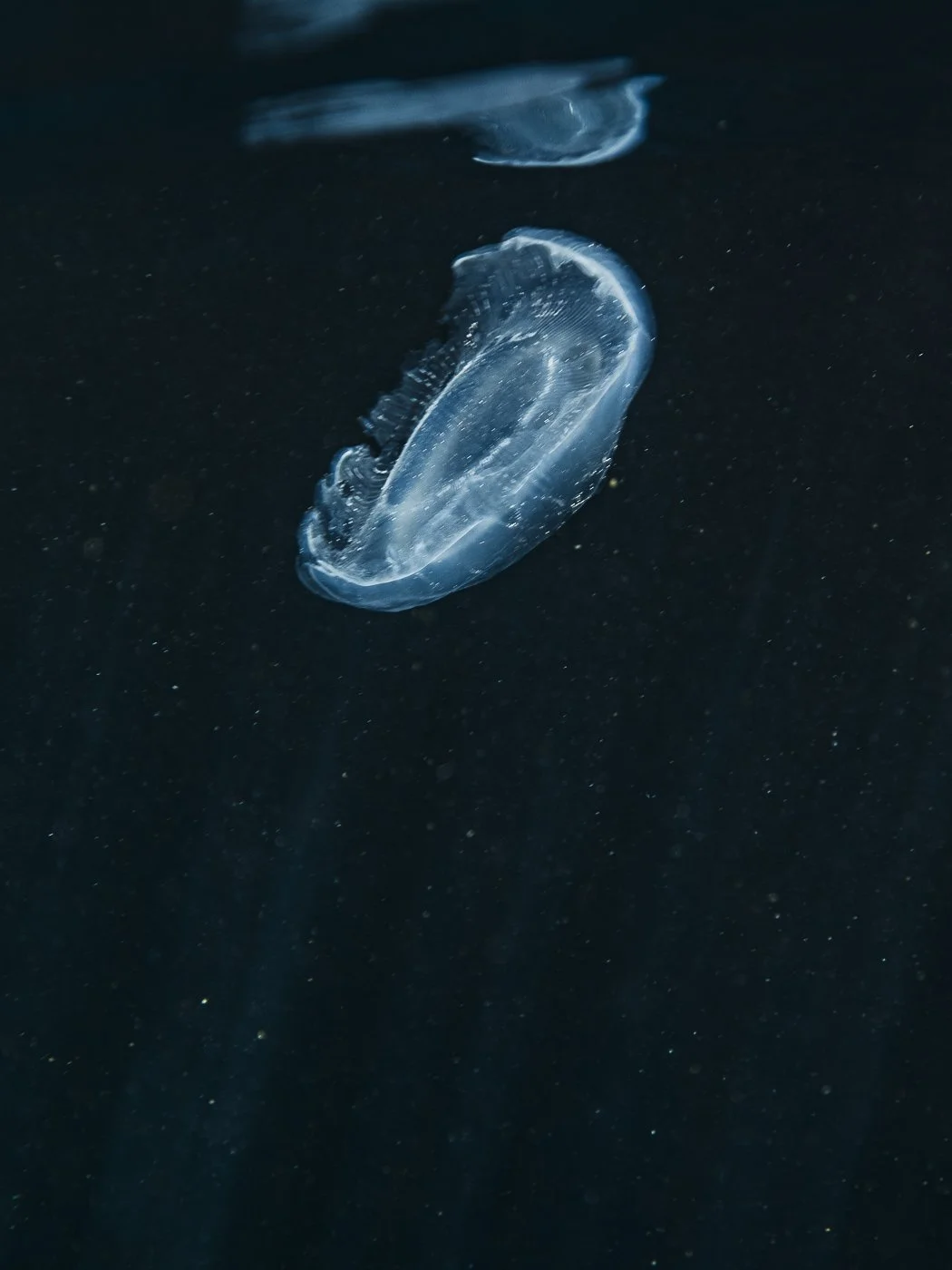 Translucent jellyfish underwater at the Poor Knights Islands marine reserve in New Zealand