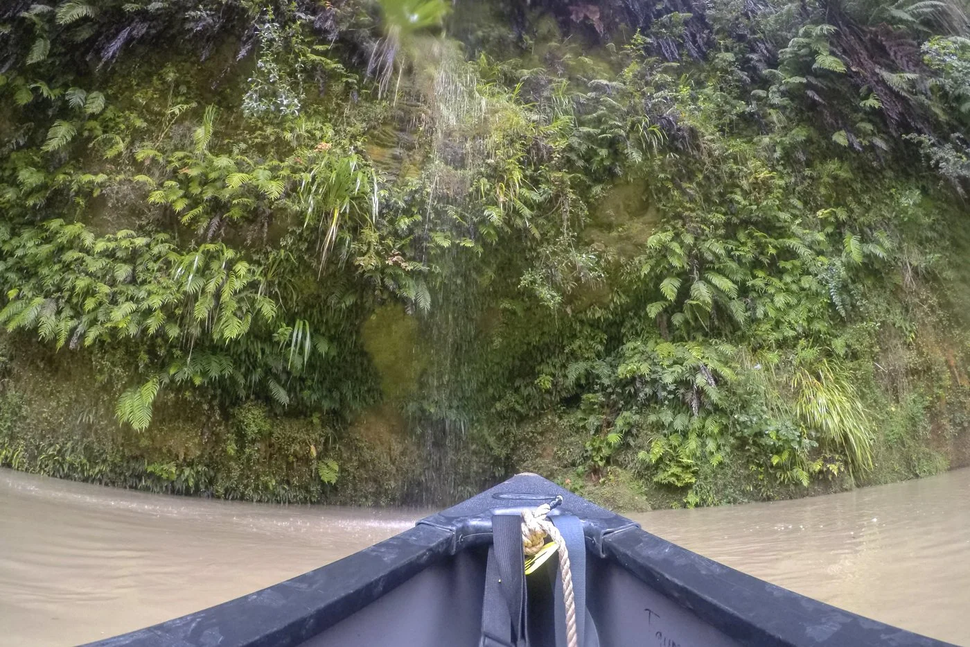 View from a canoe paddling beneath dense native bush on the Whanganui River