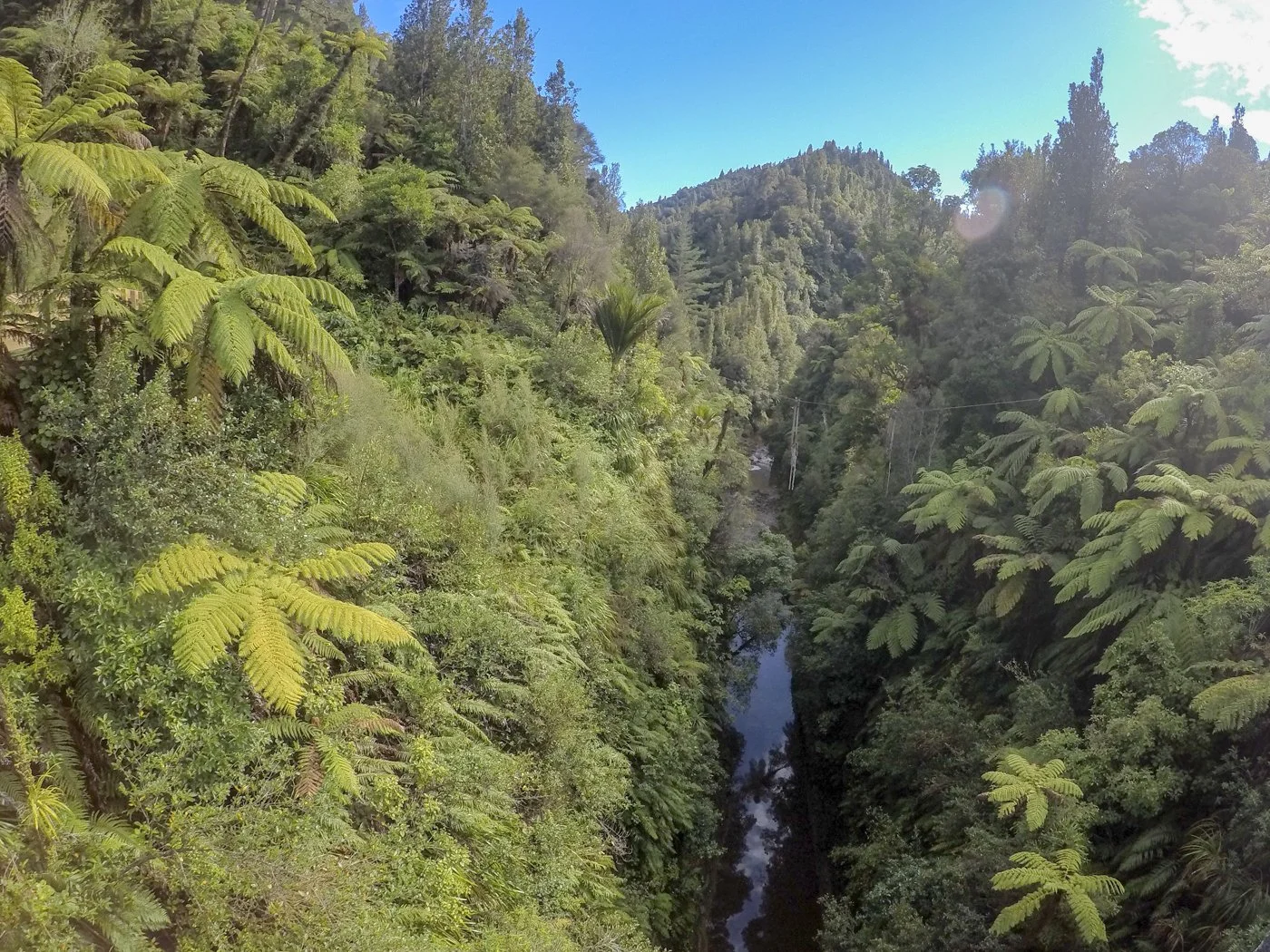 Whanganui River winding through dense native forest on the Whanganui Journey