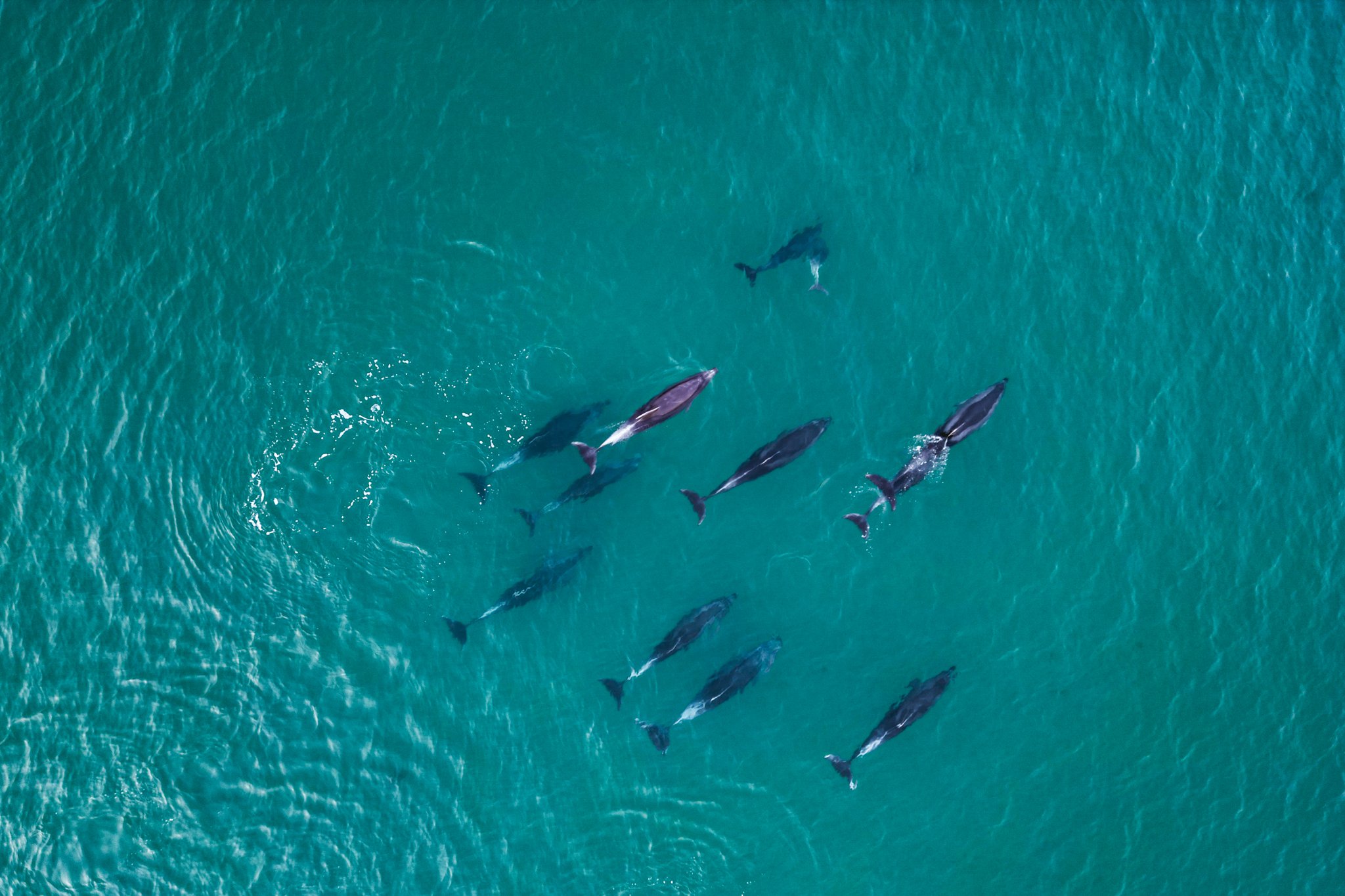 Aerial view of a pod of dolphins swimming through clear turquoise ocean water.