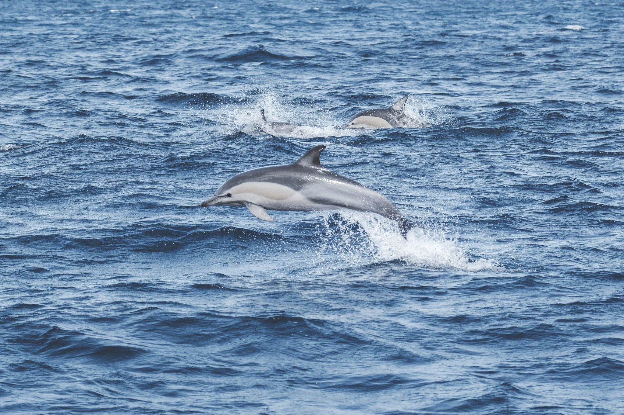 Two dolphins surfacing and swimming through choppy blue ocean water off the coast of New Zealand.