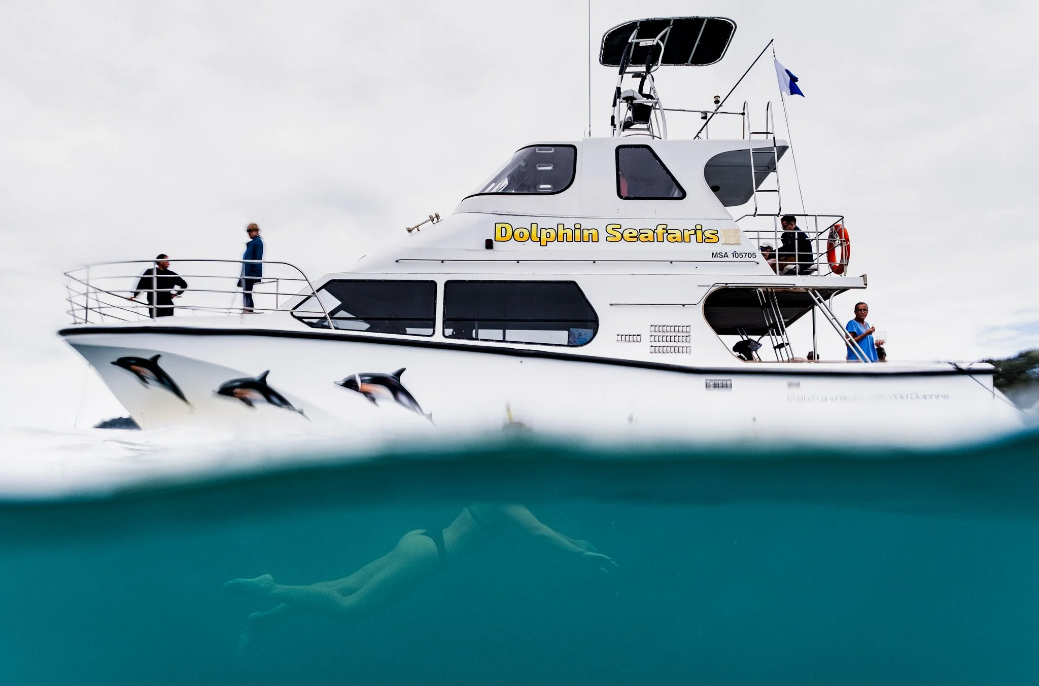 Dolphin Seafaris tour boat with dolphins swimming alongside and a snorkeller underwater.