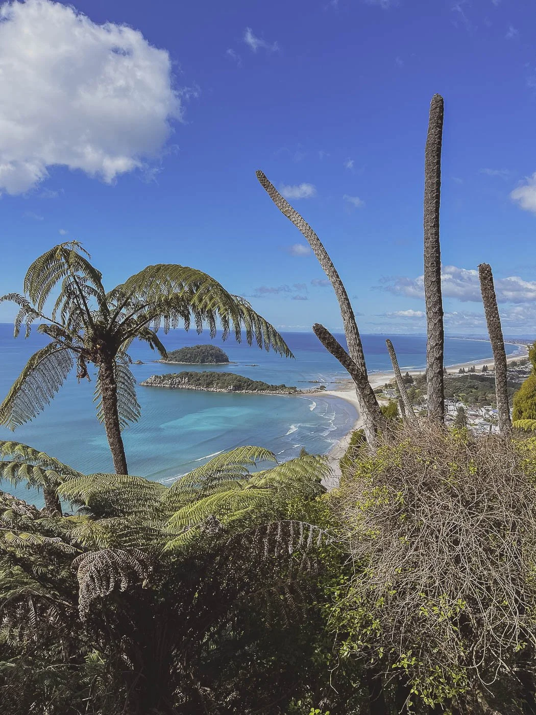 Native tree ferns framing a view of Mount Maunganui's turquoise waters, sandy beach and offshore islands from Mauao.