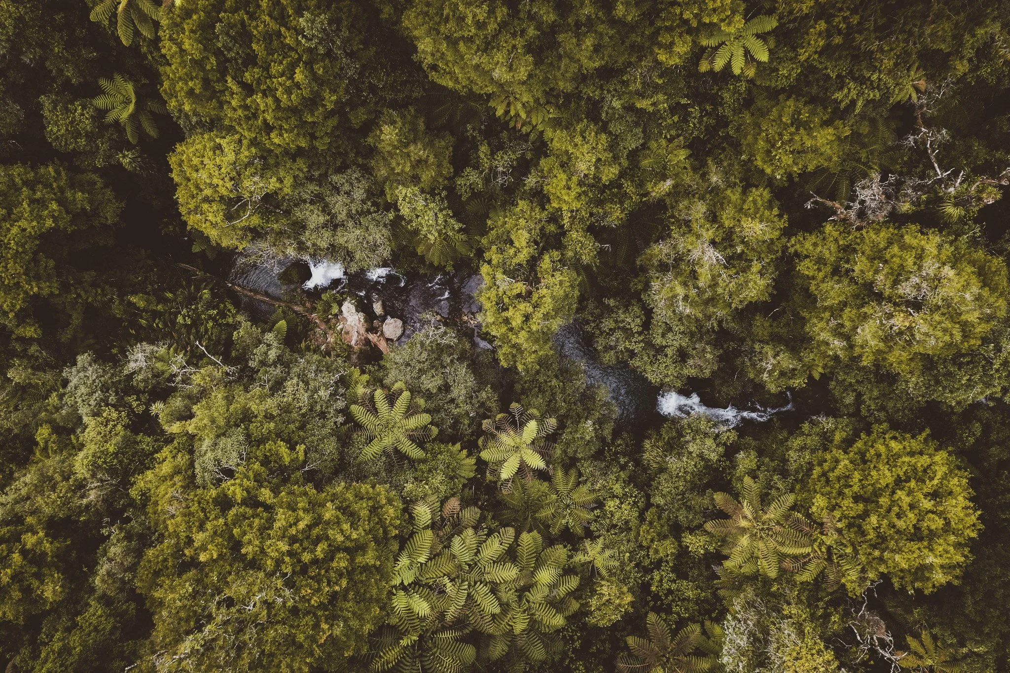 Aerial view of native forest and stream on the Whataroa Falls Track in Ōtanewainuku Forest