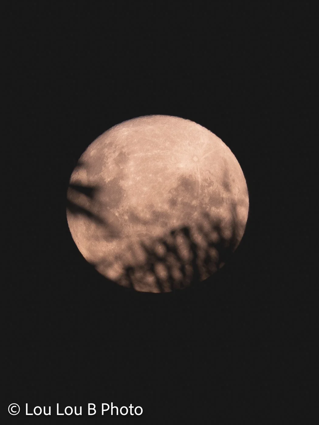 Warm full moon partially framed by the silhouette of coastal palm trees.
