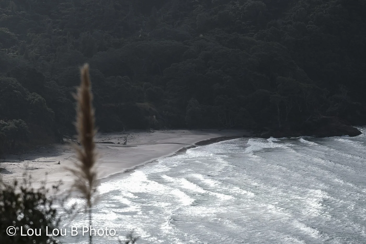 Secluded coastline with silver-blue waves curving around a dark, forested headland.