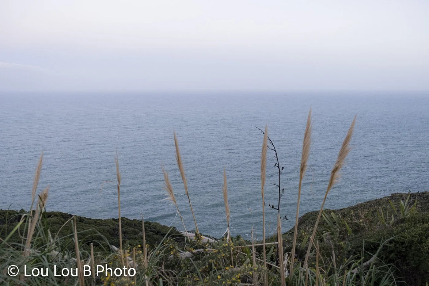 Pale blue ocean viewed from a coastal hillside through tall grasses beneath a soft pastel sky.