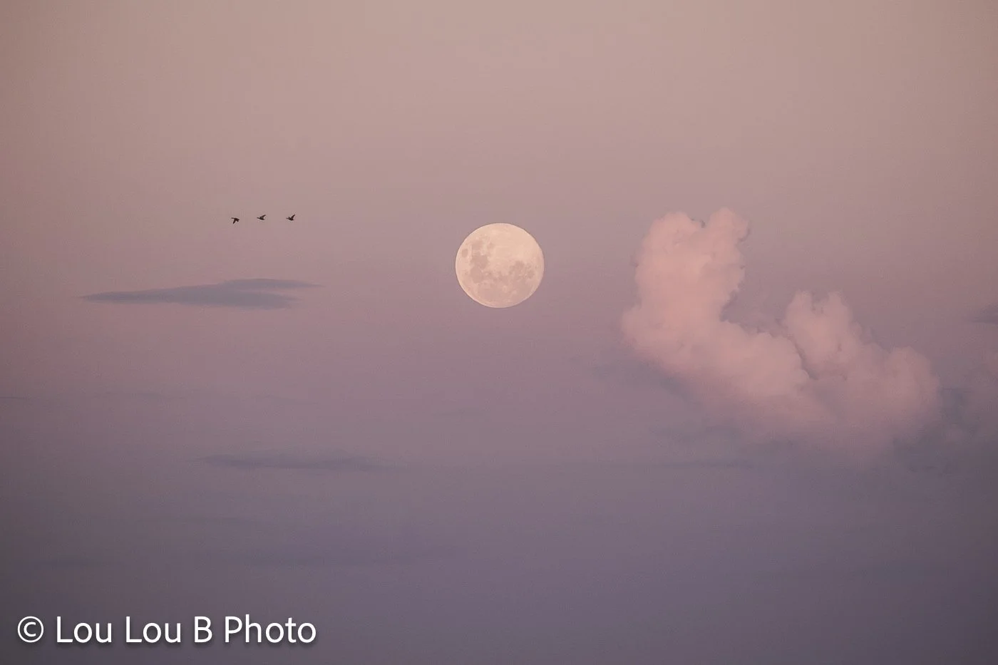 Full moon rising through a soft pink and lavender sky, framed by small birds and a glowing cloud.
