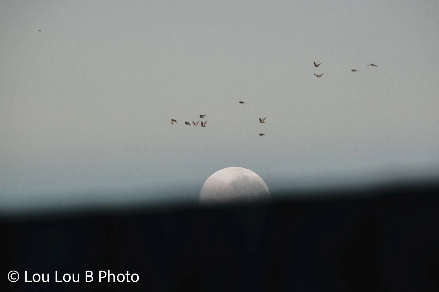 Full moon partially hidden behind a dark foreground, with a flock of birds crossing the pale evening sky.