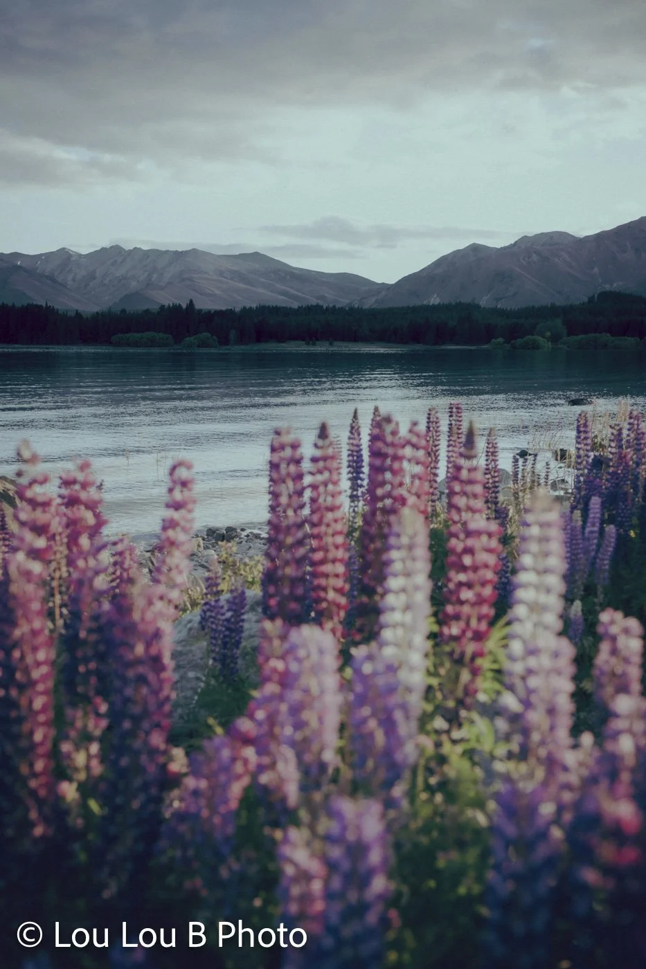 Lupins flowering beside an alpine Lake Tekapo in the South Island, New Zealand