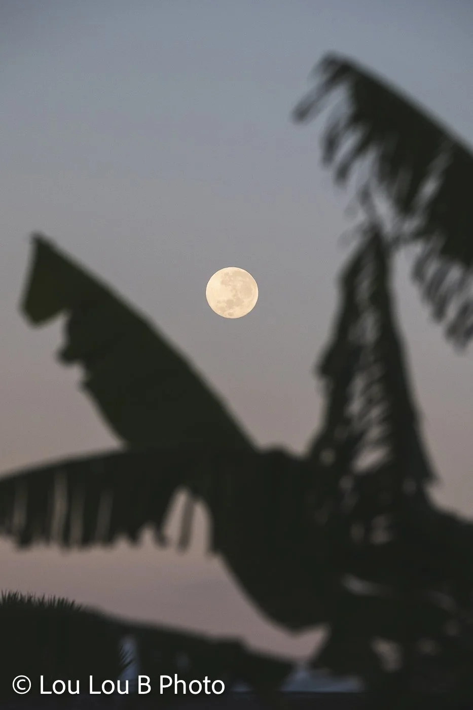 Full moon framed by silhouetted tropical banana leaves against a soft pastel evening sky.