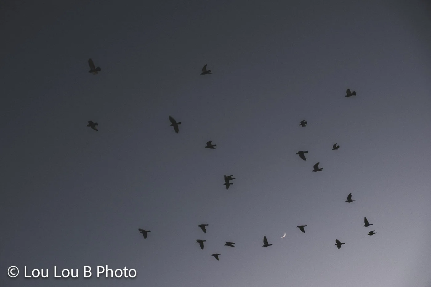 Flock of birds silhouetted against a dark blue morning sky with crescent moon.