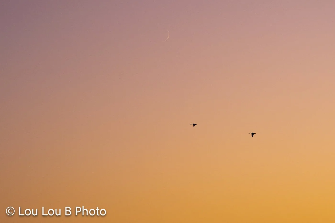 Tiny crescent moon and two birds silhouetted against a vivid peach-orange sunset sky.