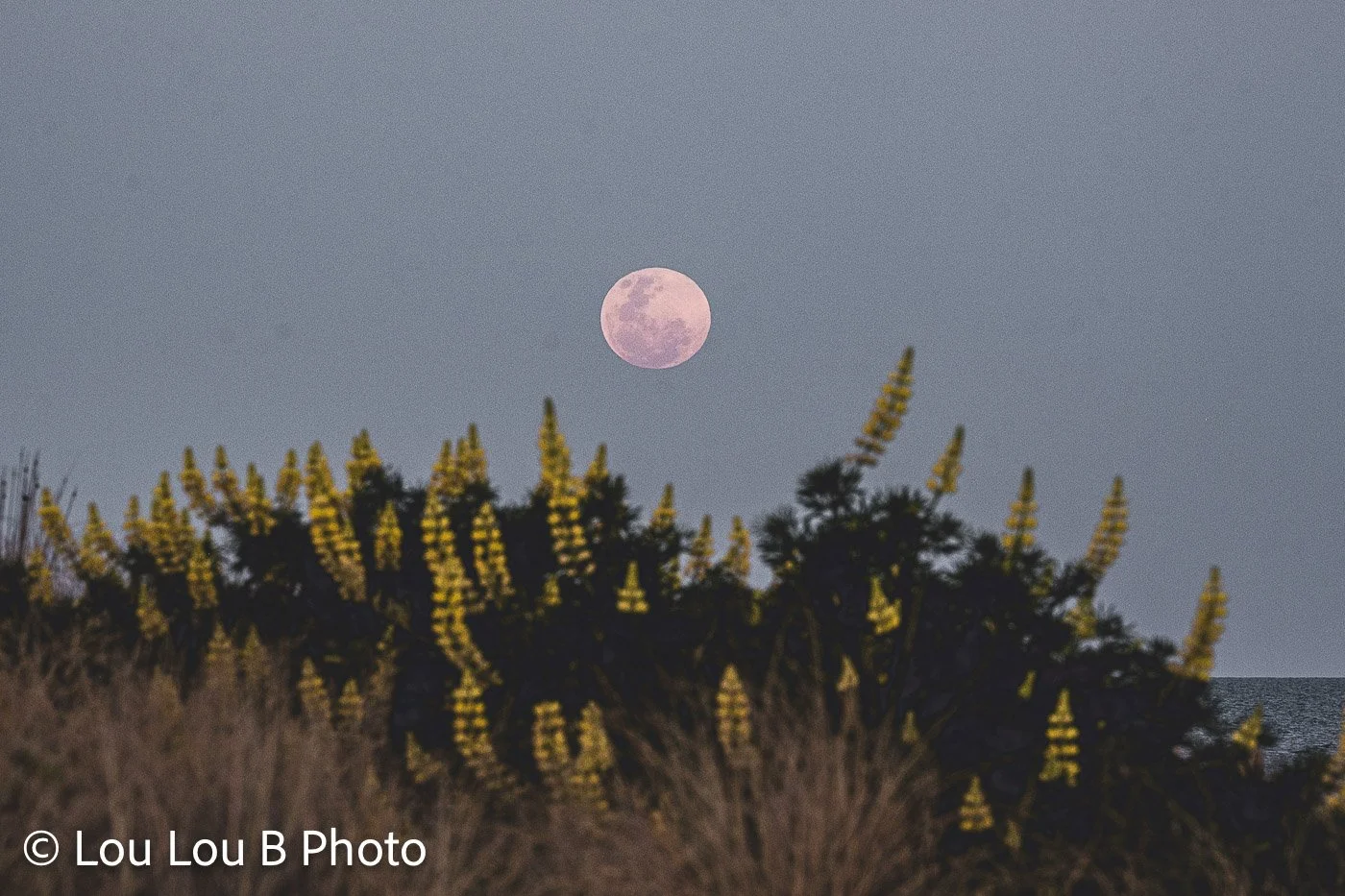 Pink full moon rising above golden coastal yellow lupin flowers and grasses beside the ocean.