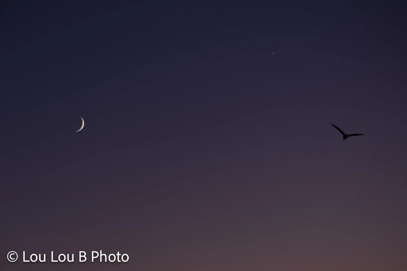 Fine crescent moon and silhouetted bird against a deep purple-blue twilight sky.