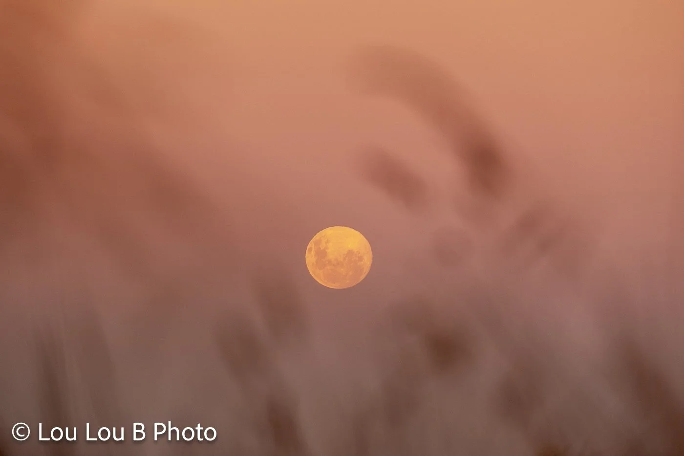 Golden full moon photographed through softly blurred coastal grasses at dusk.