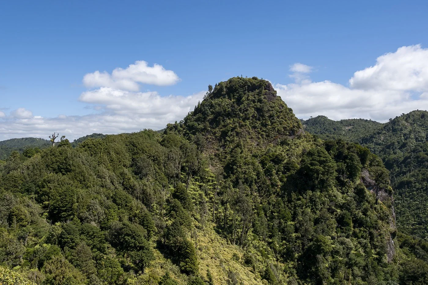 Sentinel Rock surrounded by native forest in the Kaimai Ranges near Tauranga