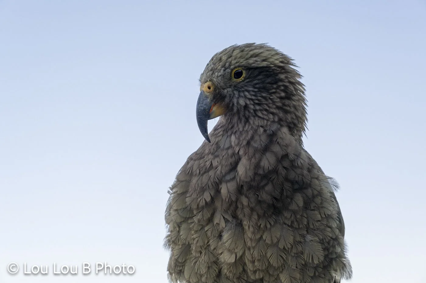 Kea, a native New Zealand alpine parrot, photographed in the South Island