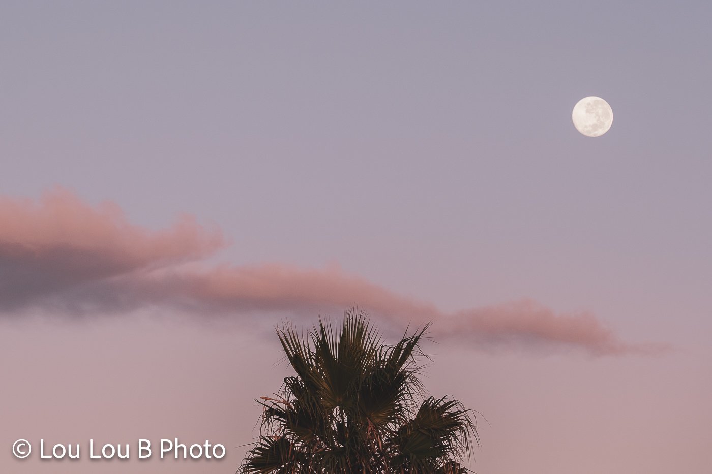 Full moon above a silhouetted palm tree and pink clouds in a soft pastel twilight sky.