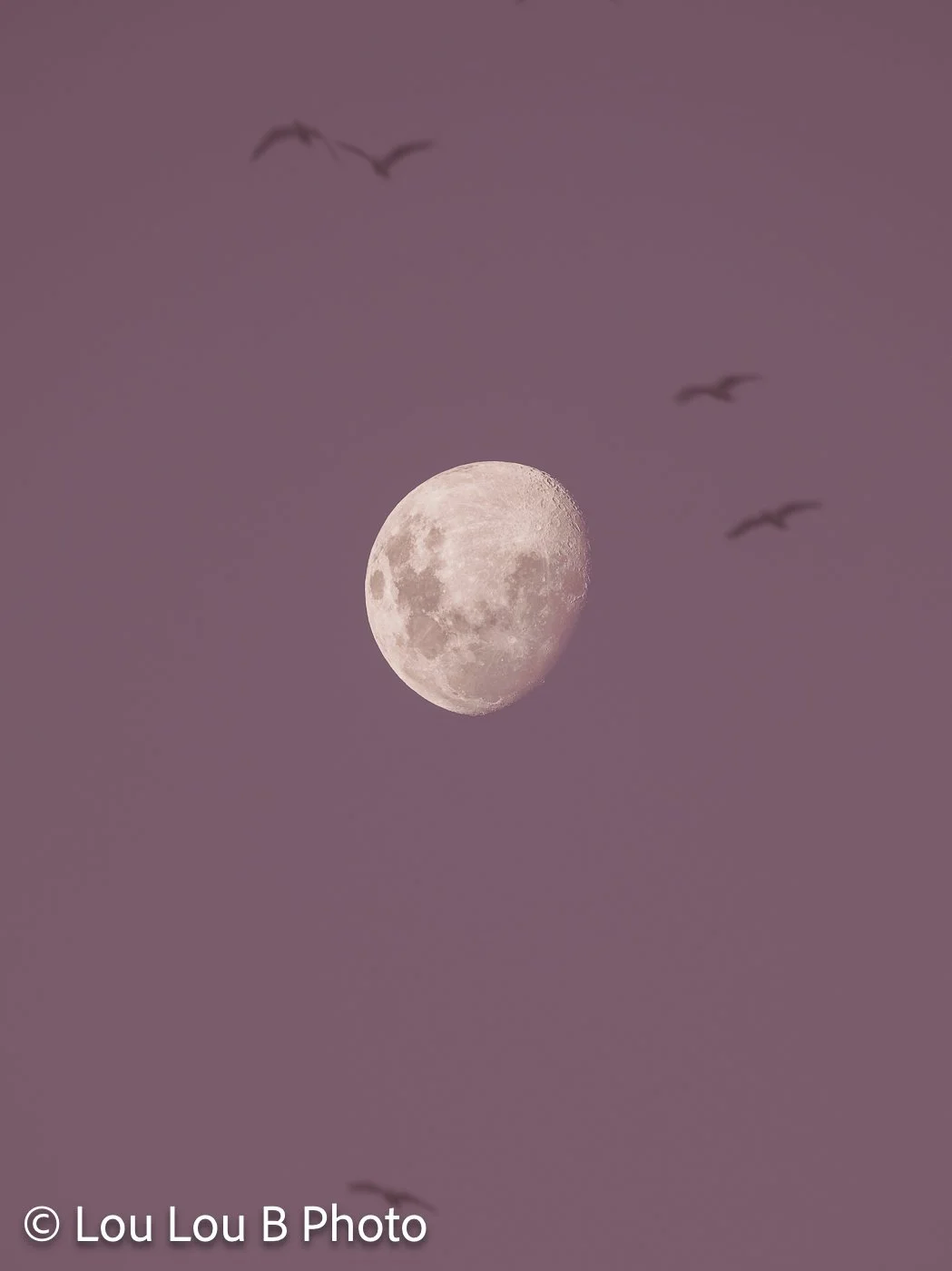 Waxing moon with birds flying past against a muted mauve evening sky.