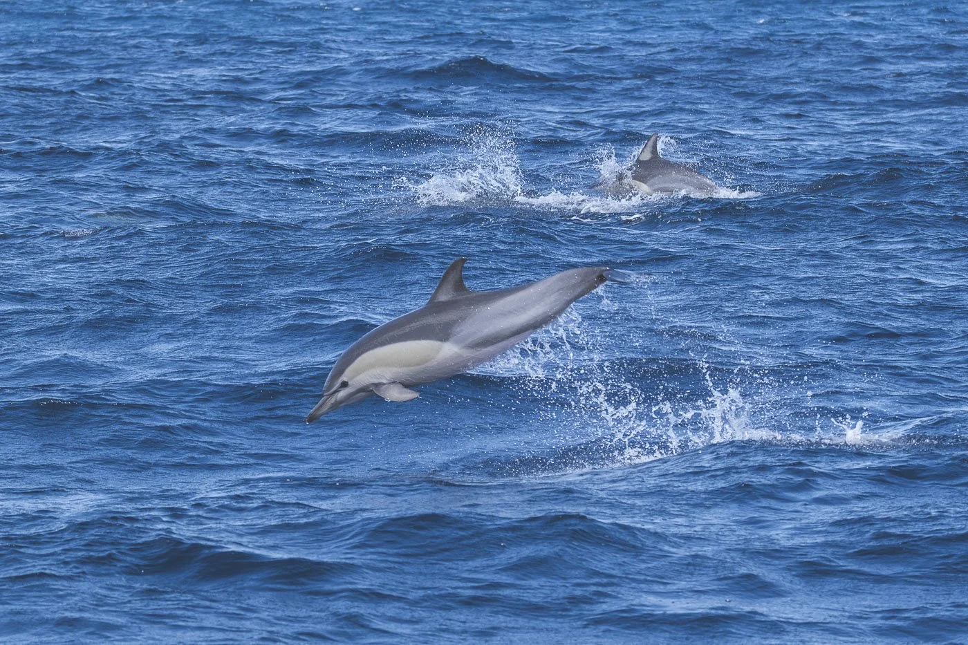 Wild dolphins jumping through the Pacific Ocean on a dolphin-watching tour from Tauranga, New Zealand