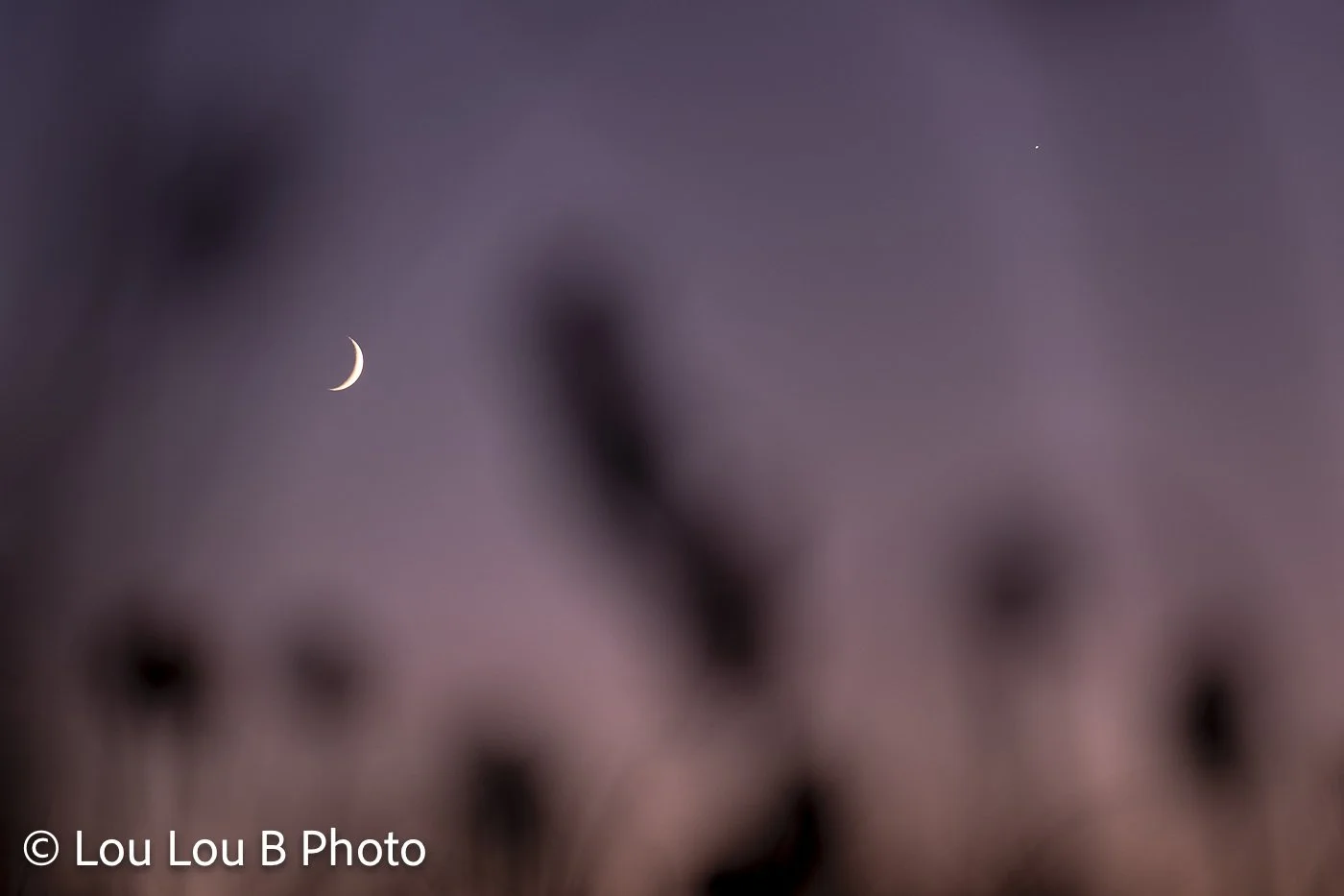 Tiny crescent moon photographed through softly blurred coastal plants in a dreamy lavender evening sky.