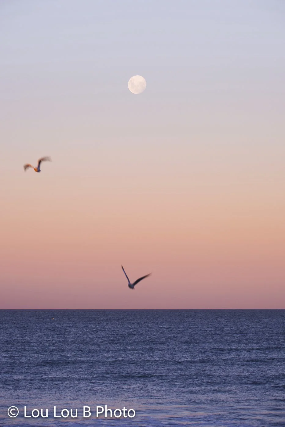 Small moon above the ocean in a pink and blue twilight sky as a bird flies over the water.