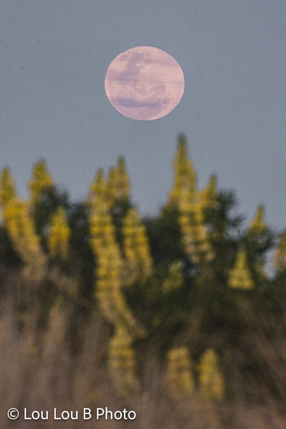 Large pink full moon rising above softly blurred golden coastal yellow lupin flowers at dusk.