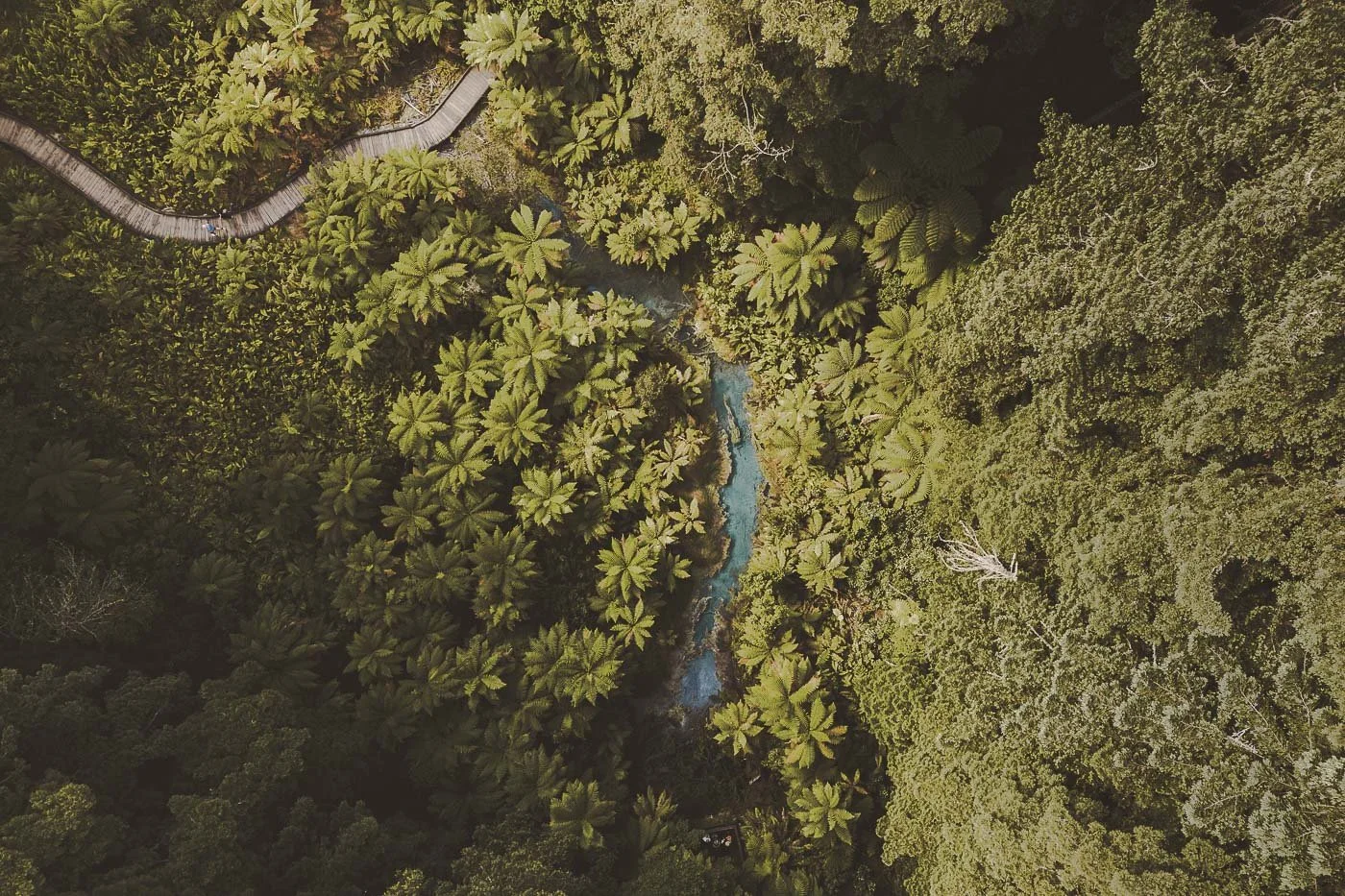 Aerial view of a geothermal stream winding through the Redwoods forest in Rotorua, New Zealand