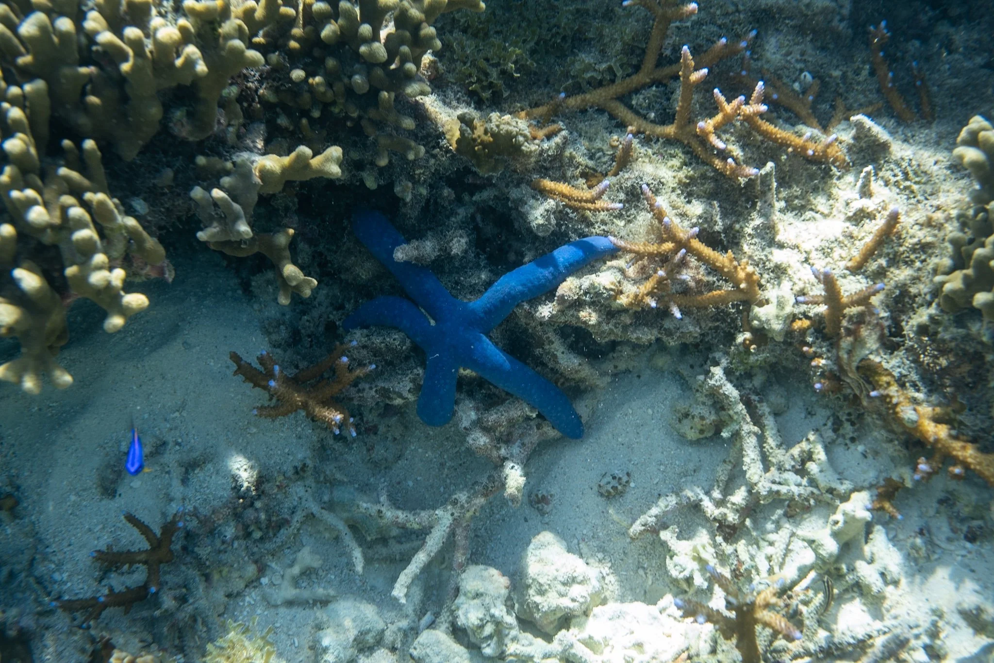 Blue sea star among coral on a shallow reef in American Samoa.