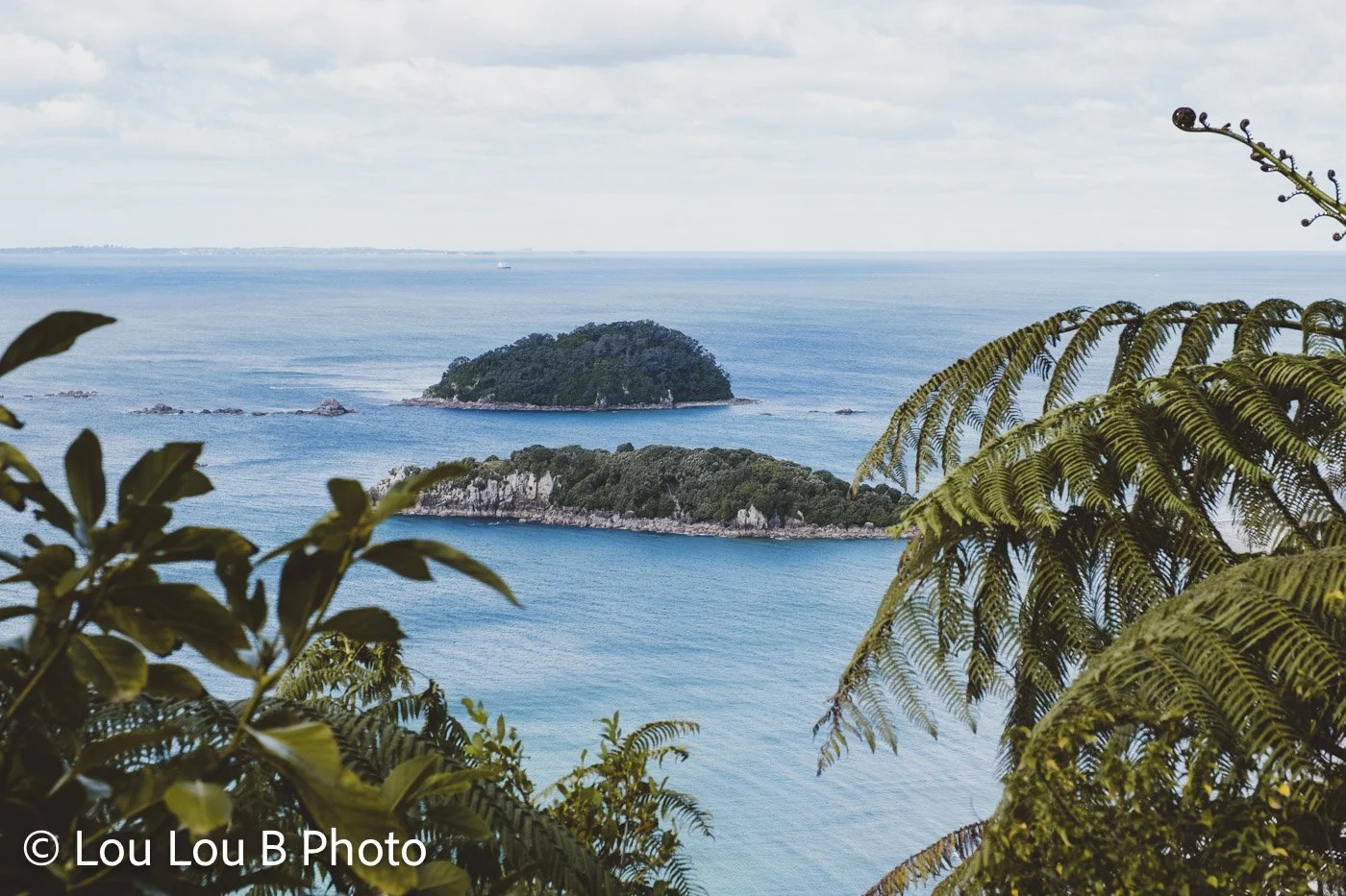 View over Moturiki Leisure Island and the Mount Maunganui coastline framed by native ferns