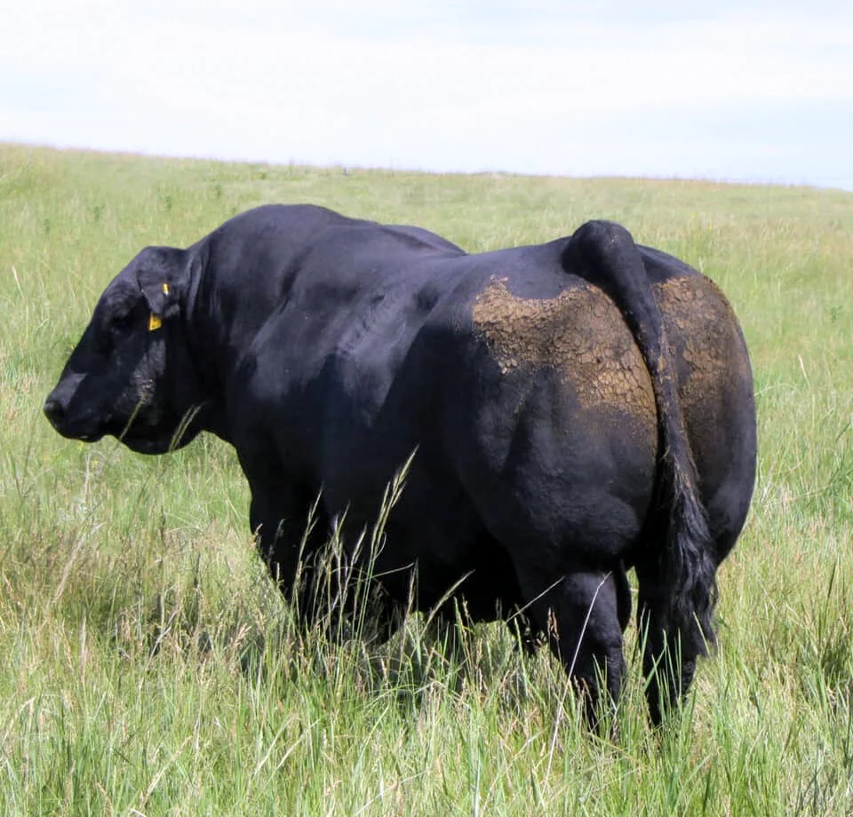 Ole Farms - Purebred Angus Breeders in Athabasca, Alberta