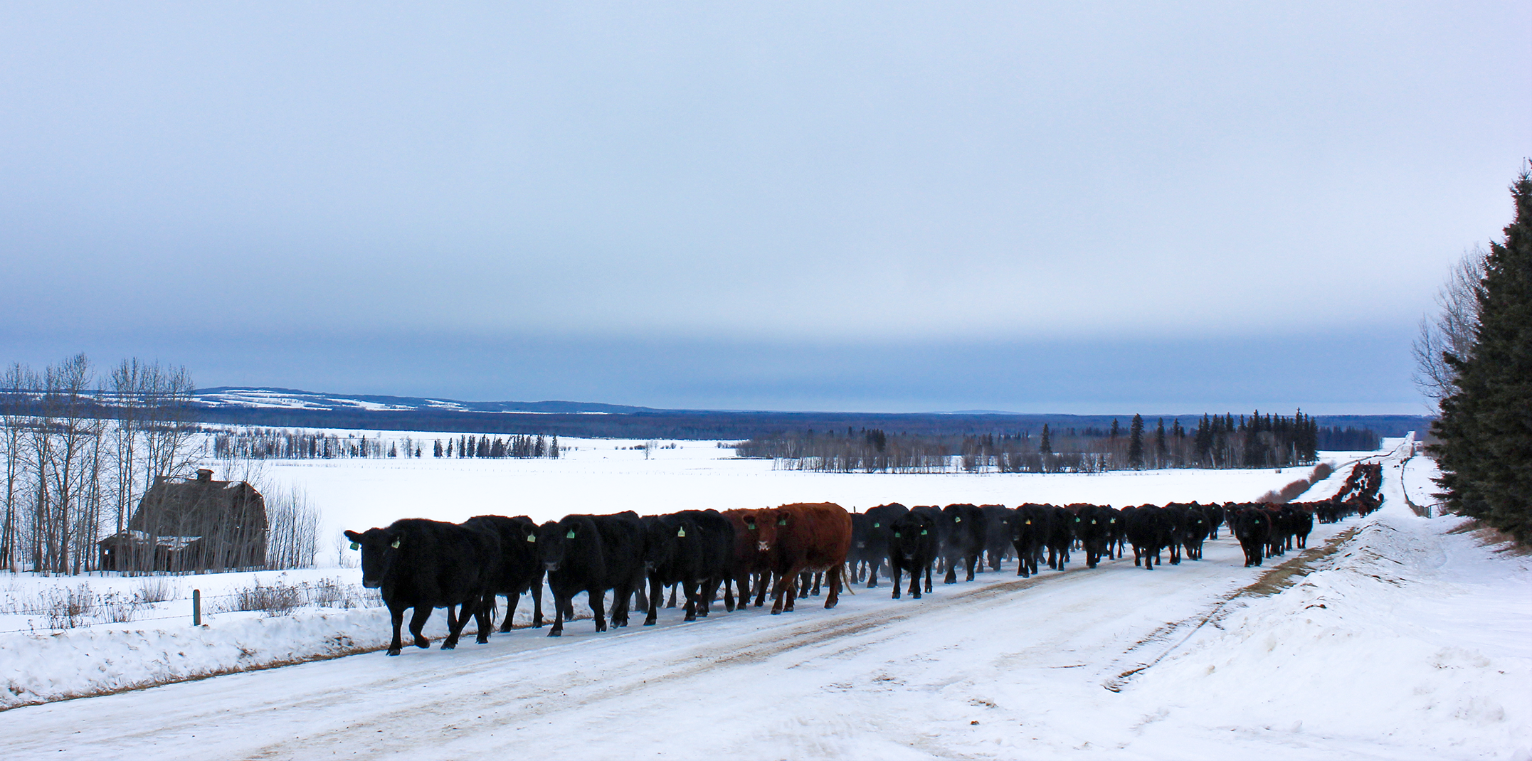 Ole Farms - Purebred Angus Breeders in Athabasca, Alberta