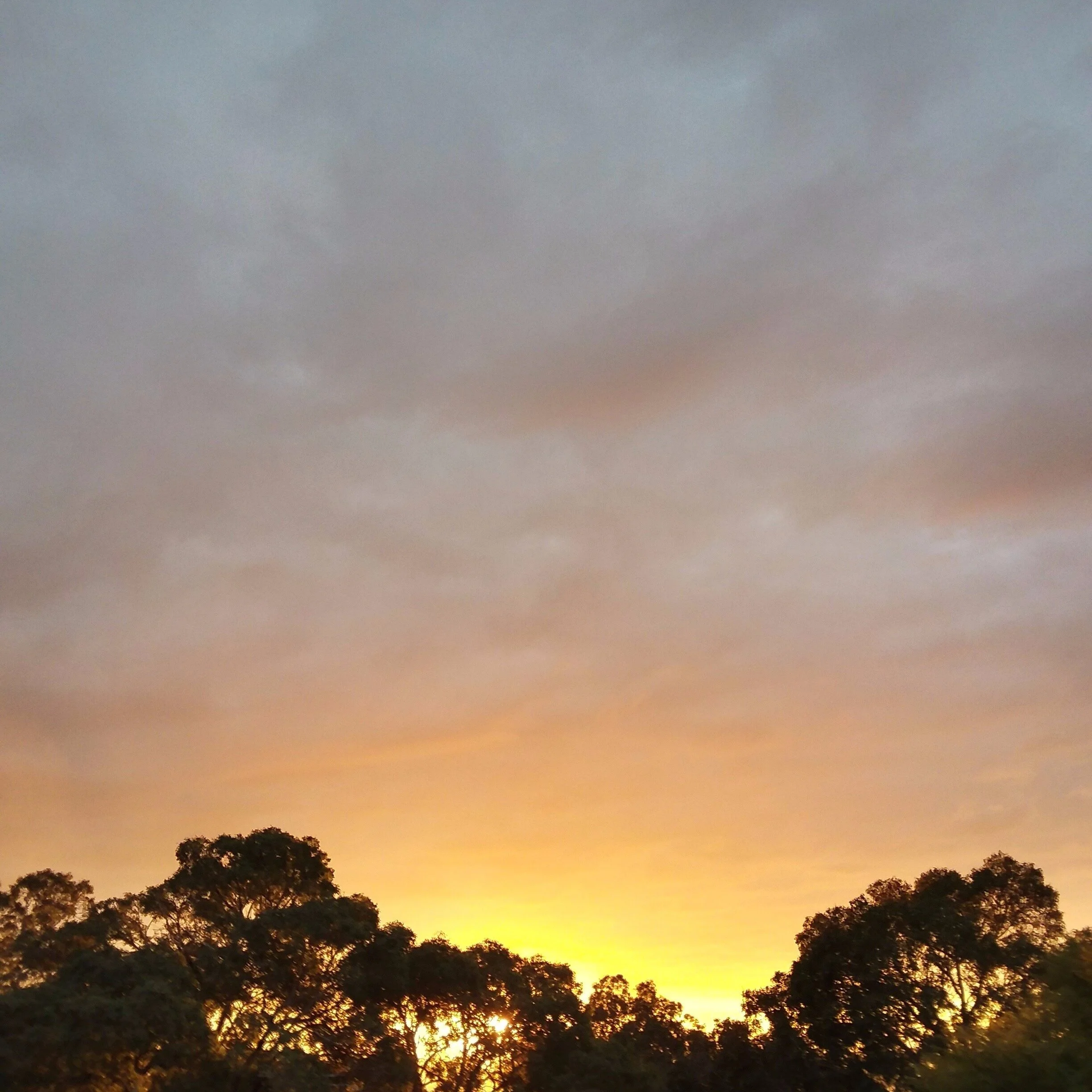 Eucalypts yearn for their stars