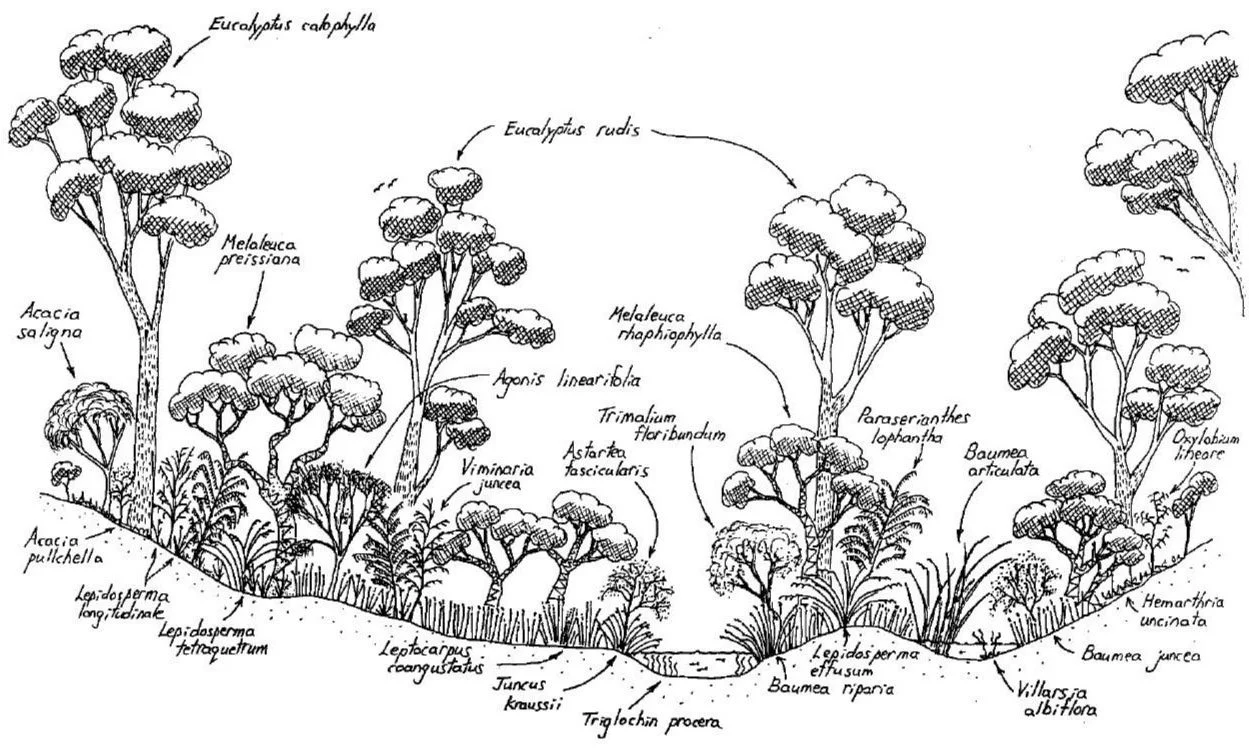 Eucalypts yearn for their stars