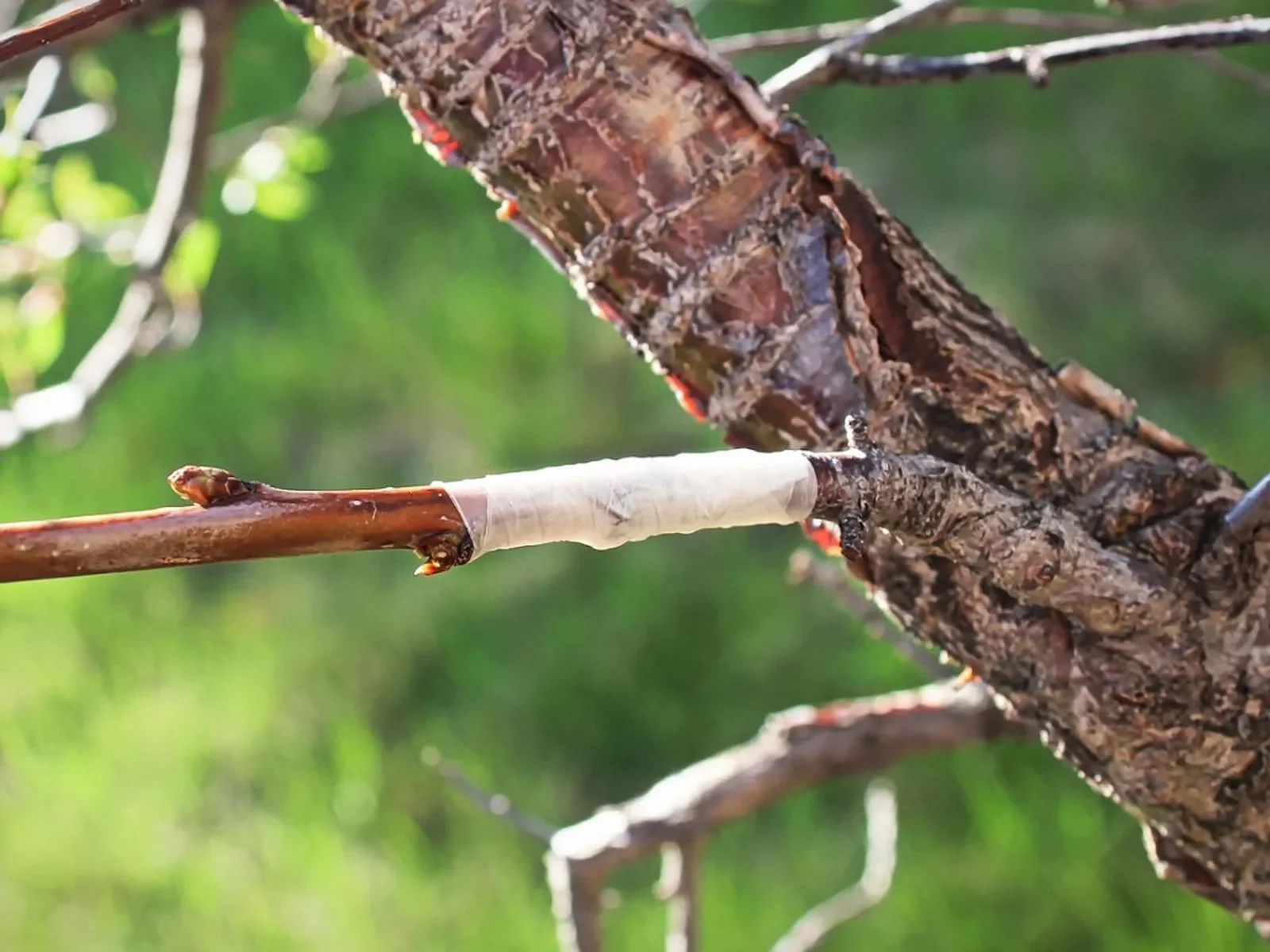 Graft 1 (whip and tongue)