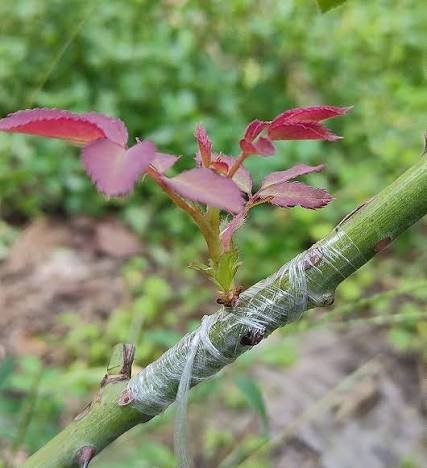Graft 2 (shield budding)