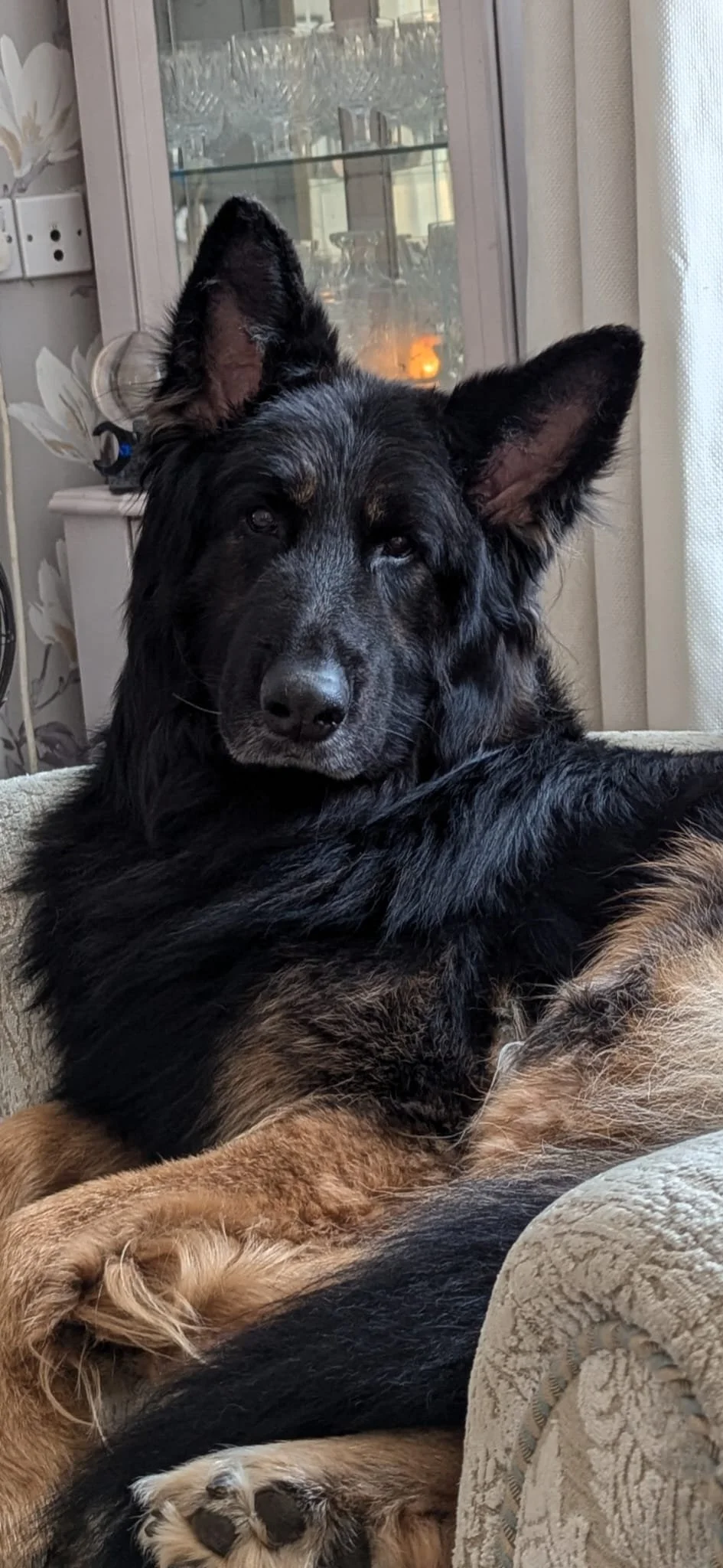 Bear – Where Love Waits at the Rainbow Bridge