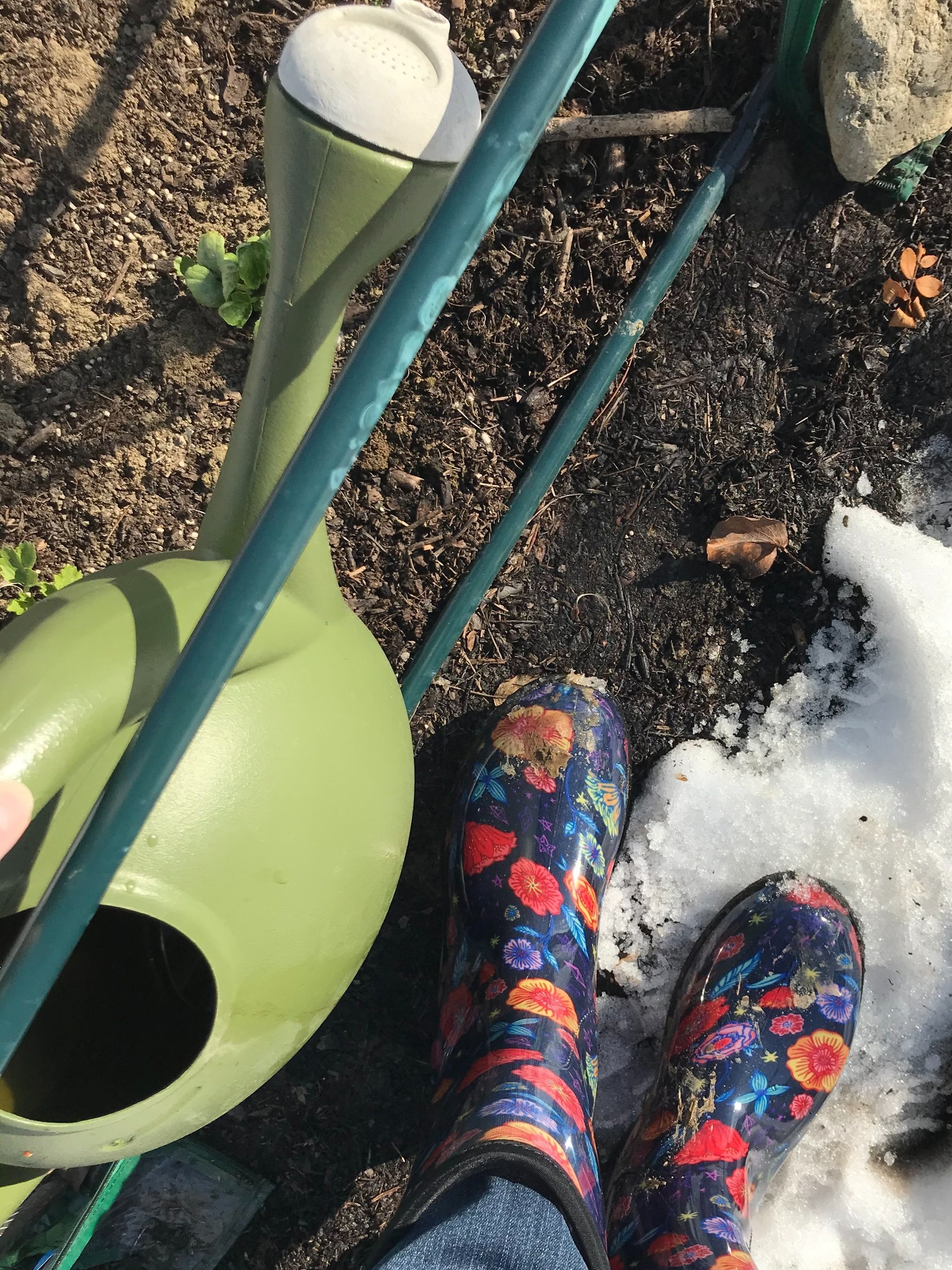 How to Grow Ranunculus in Zone 6: Fall Planting Guide — Rudy Cottage ...