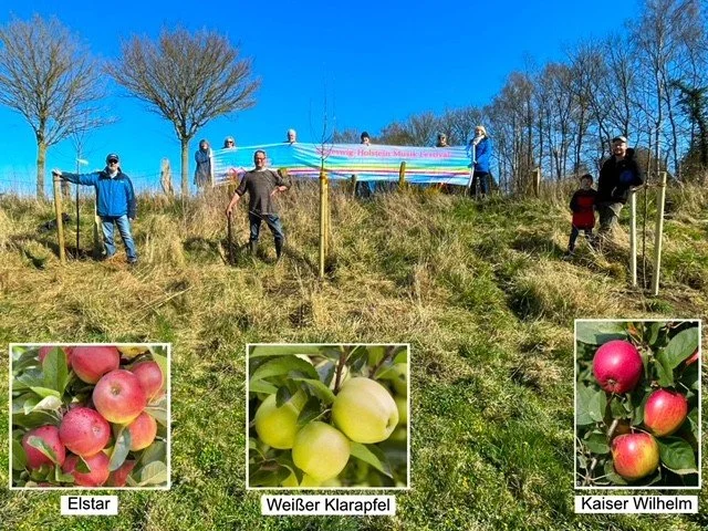 Apfelbäume SHMF geplanzt