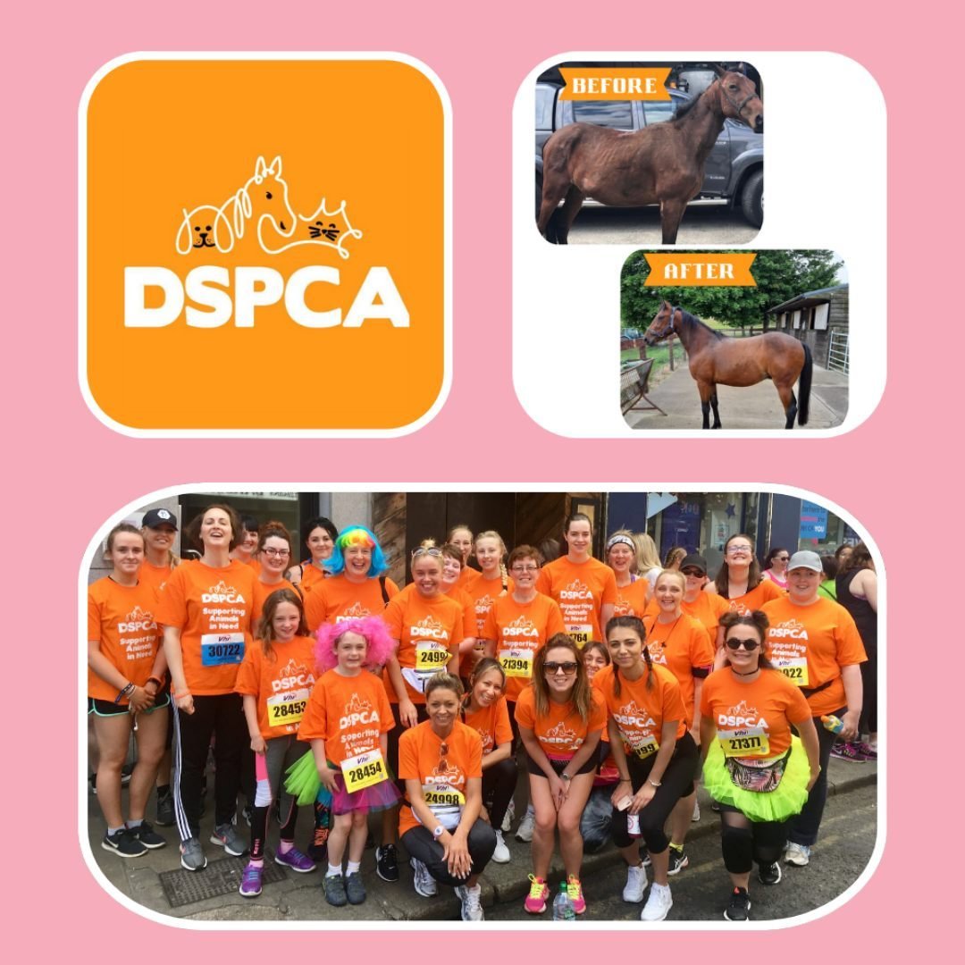 ✨ Charity Spotlight: DSPCA ✨

Established in 1840, the Dublin Society for Prevention of Cruelty to Animals (DSPCA) has been the beacon of hope for countless animals in Ireland. From rescuing and rehabilitating to advocating for animal welfare, their 