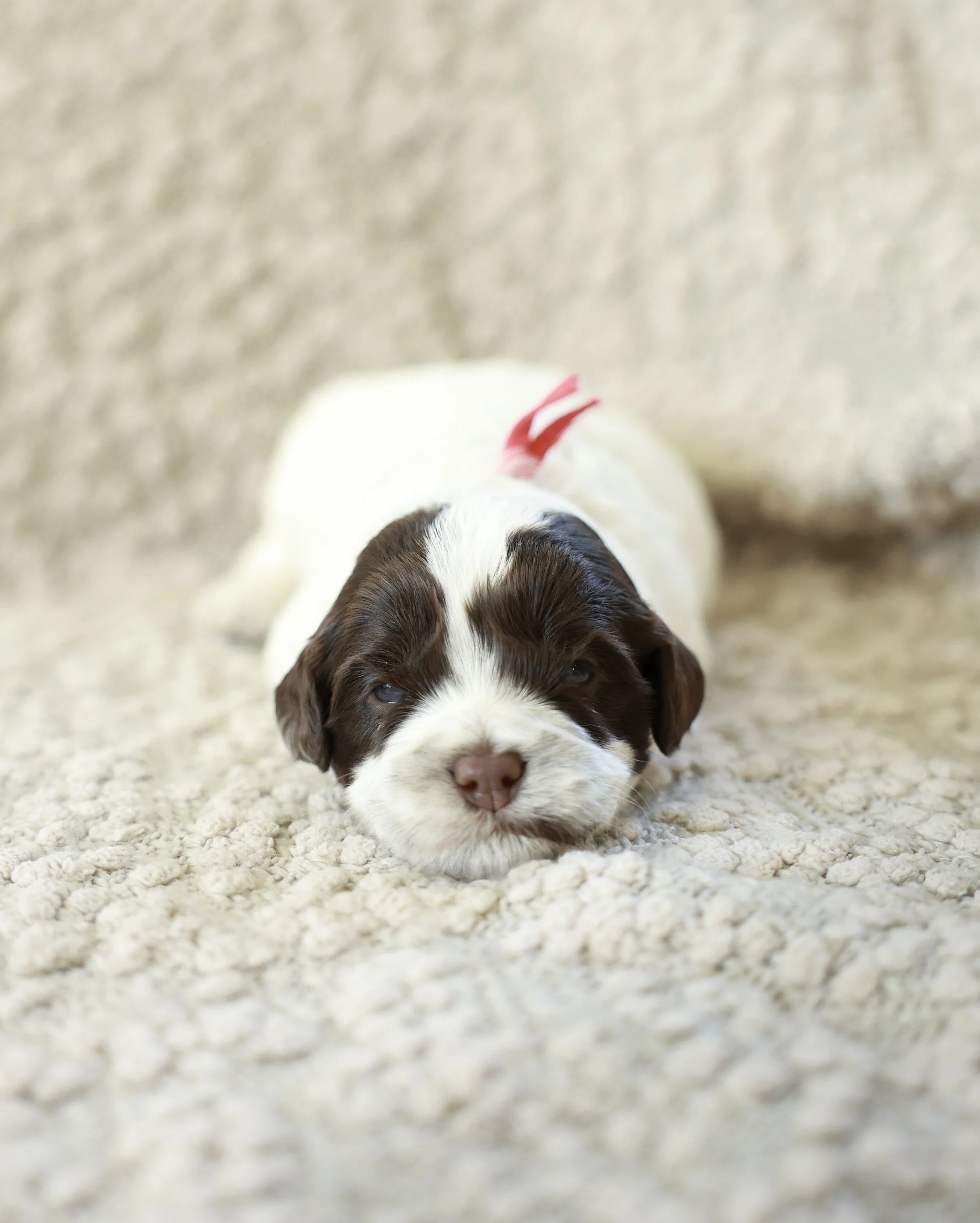 Java - Red Collar Boy