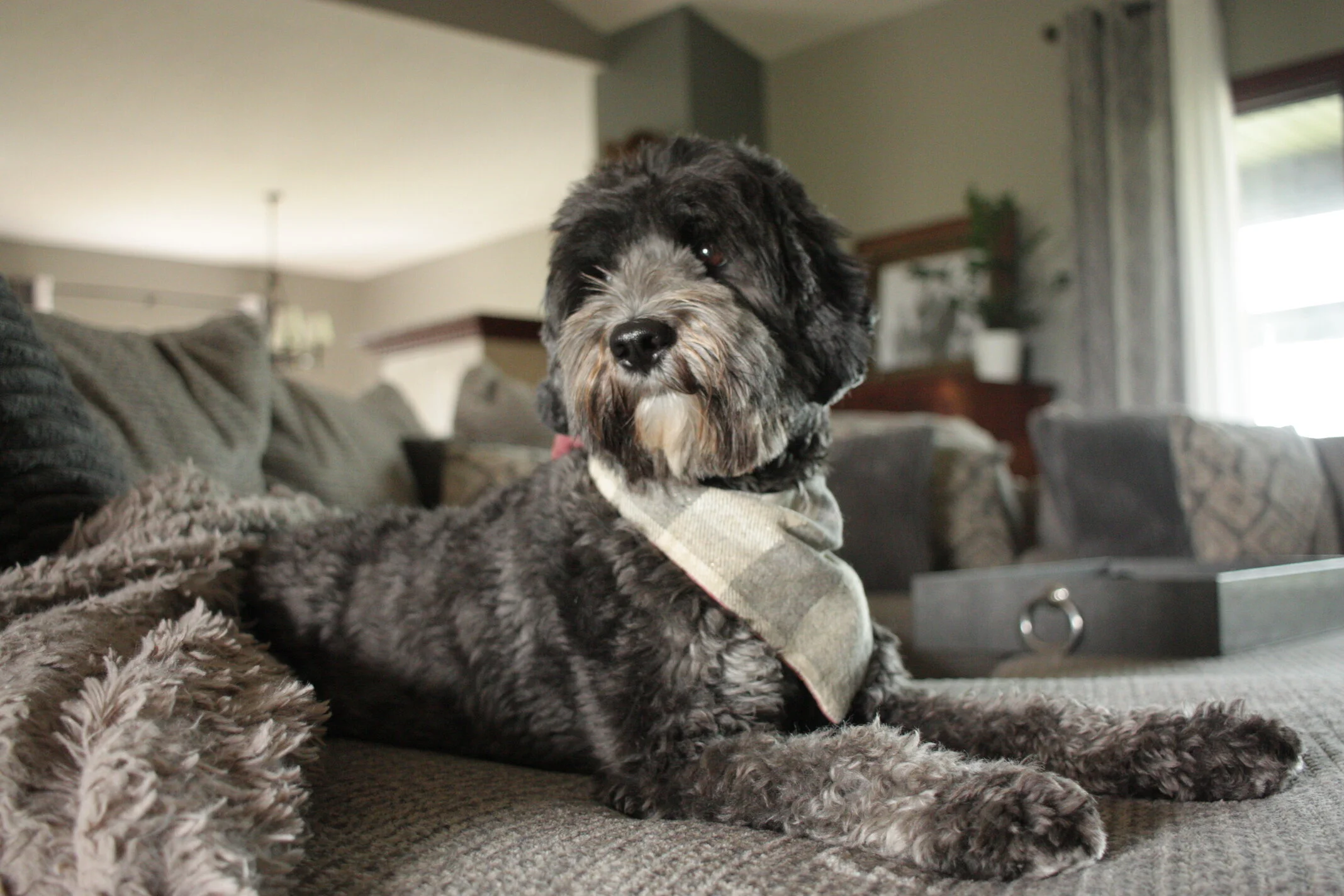 ald labradoodle
